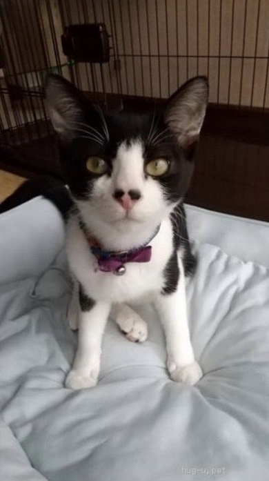 保護猫