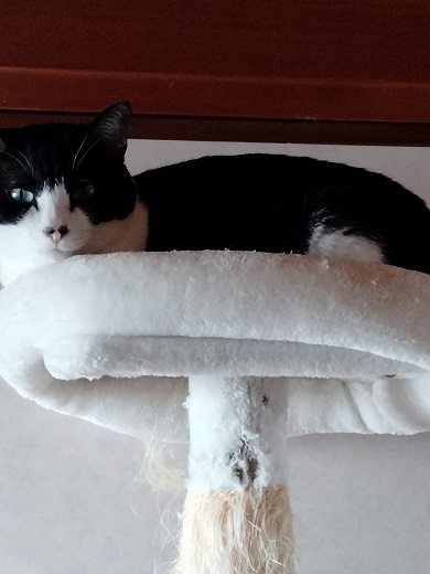 保護猫