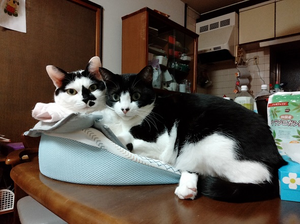 保護猫