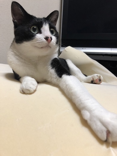保護猫