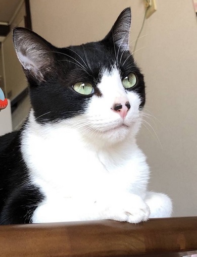 保護猫