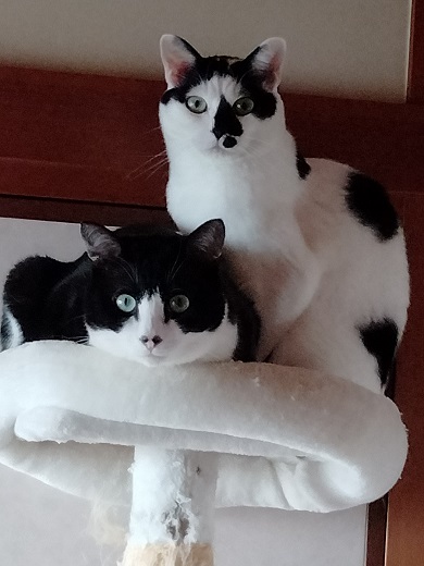 保護猫