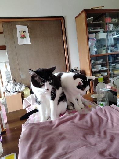 保護猫