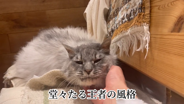 日本一 大きい 猫 巨大猫 シニア 保護猫