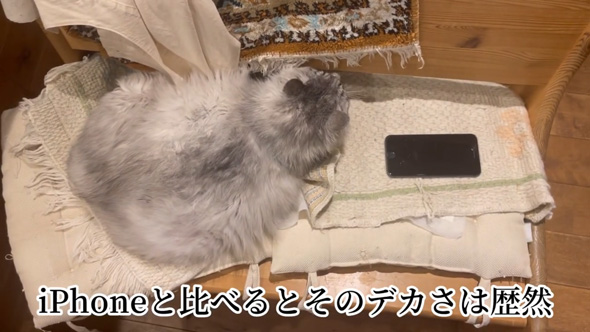 日本一 大きい 猫 巨大猫 シニア 保護猫