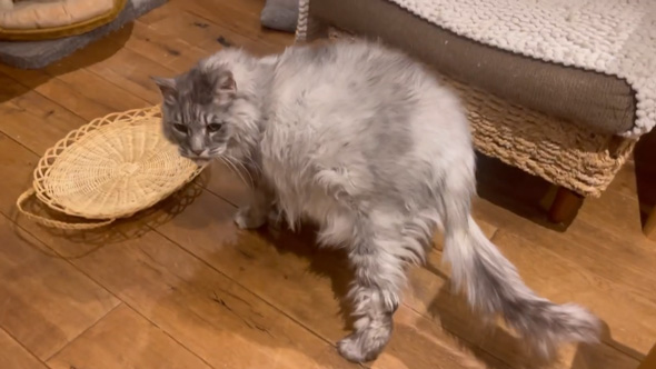 日本一 大きい 猫 巨大猫 シニア 保護猫