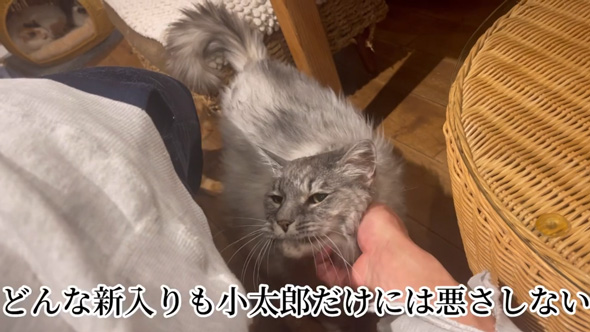 日本一 大きい 猫 巨大猫 シニア 保護猫