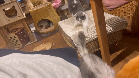 日本一 大きい 猫 巨大猫 シニア 保護猫