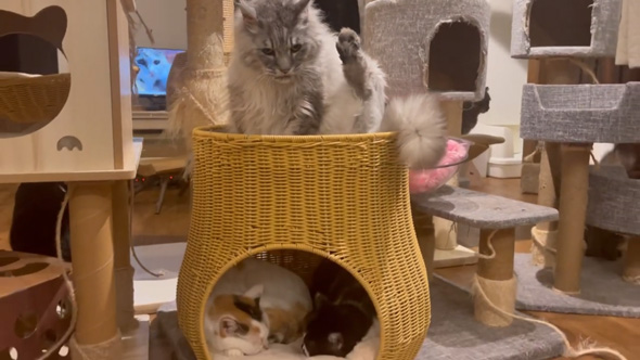 日本一 大きい 猫 巨大猫 シニア 保護猫