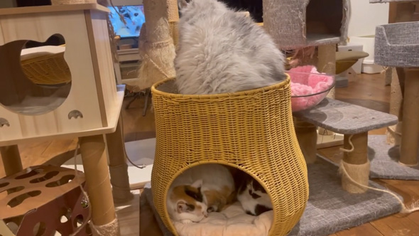 日本一 大きい 猫 巨大猫 シニア 保護猫