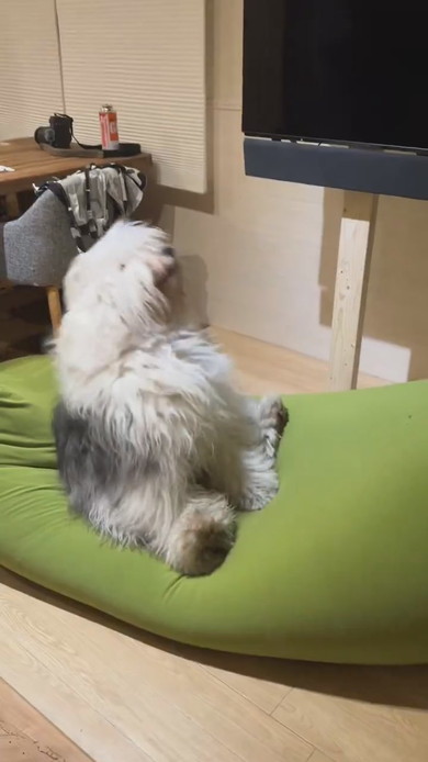 ヘドバンする大型ワンコ