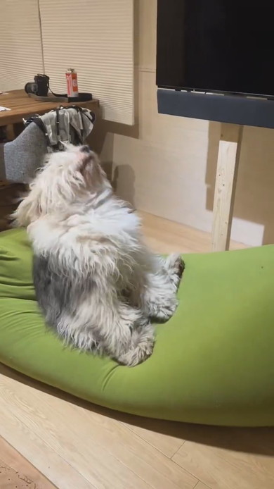 ヘドバンする大型ワンコ