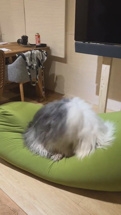 ヘドバンする大型ワンコ