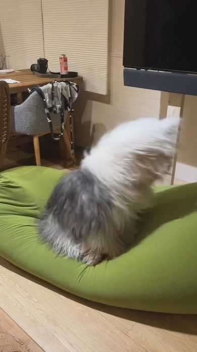 ヘドバンする大型ワンコ