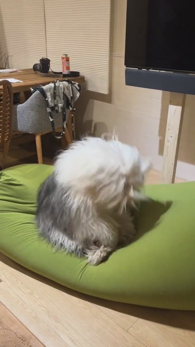 ヘドバンする大型ワンコ