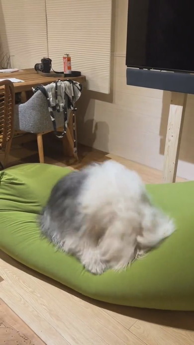 ヘドバンする大型ワンコ