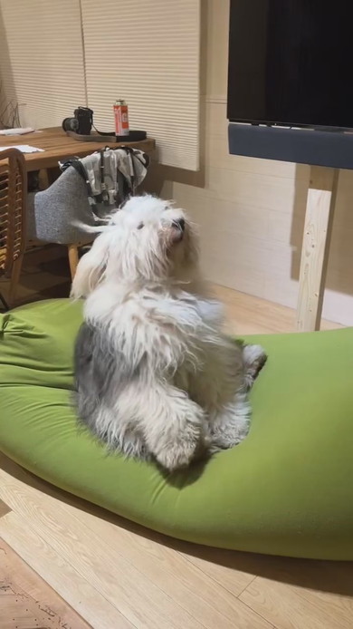 ヘドバンする大型ワンコ