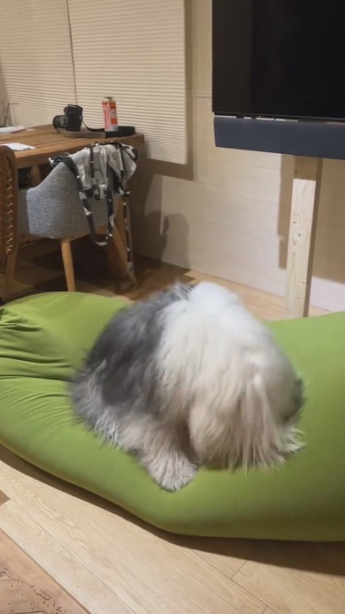 ヘドバンする大型ワンコ