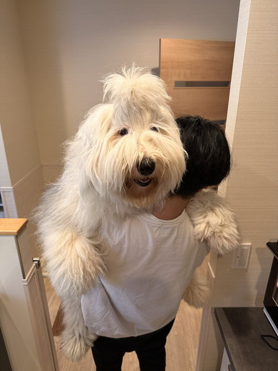 抱っこされている大型の牧羊ワンコ