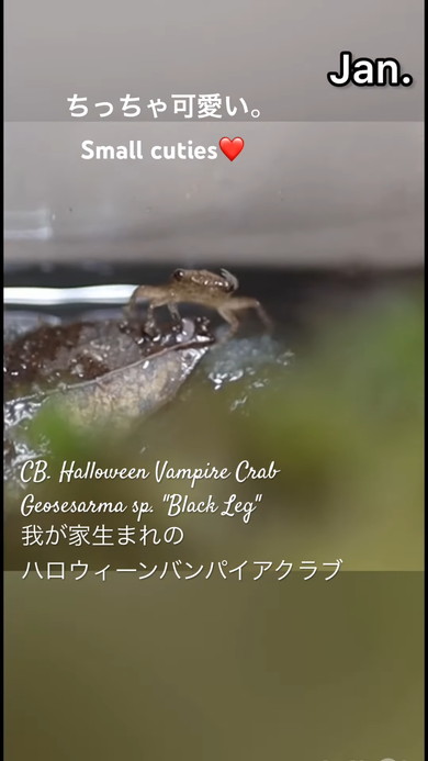 バンパイアクラブ10カ月の成長記録