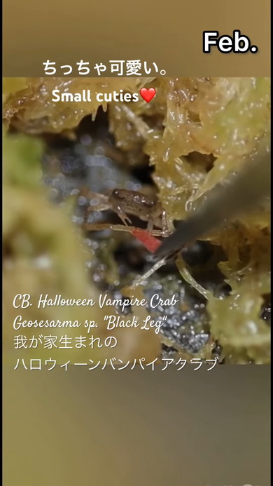 バンパイアクラブ10カ月の成長記録