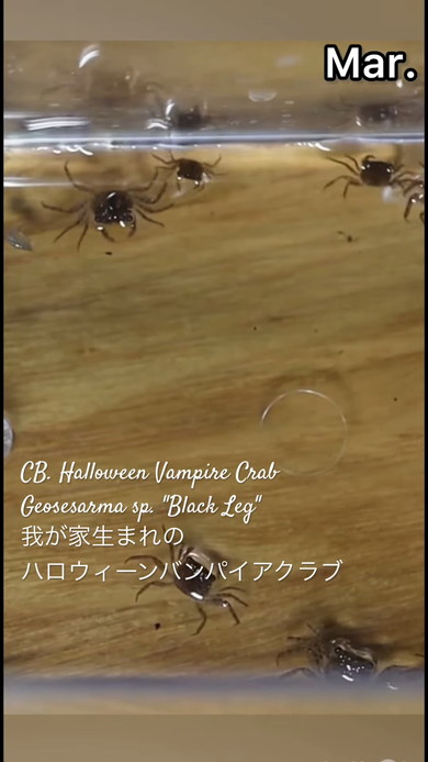 バンパイアクラブ10カ月の成長記録