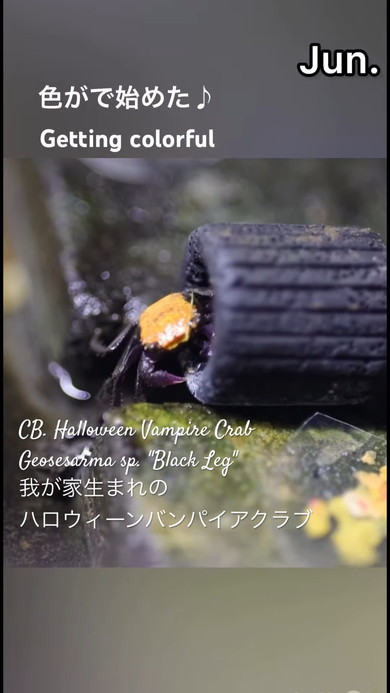 バンパイアクラブ10カ月の成長記録