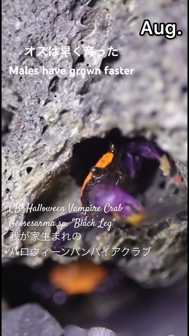 バンパイアクラブ10カ月の成長記録