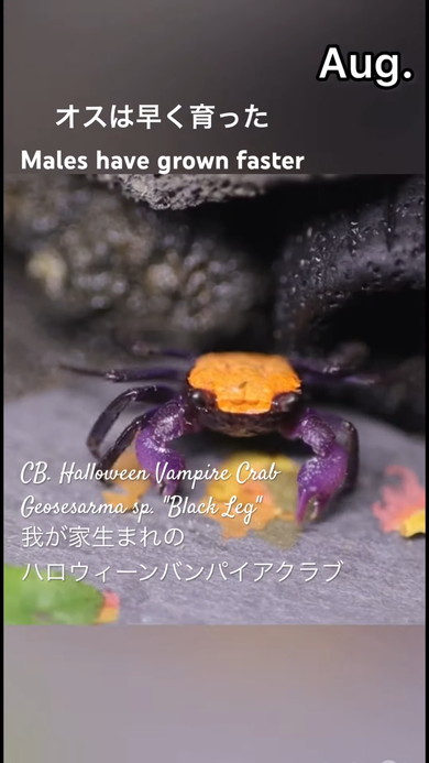 バンパイアクラブ10カ月の成長記録