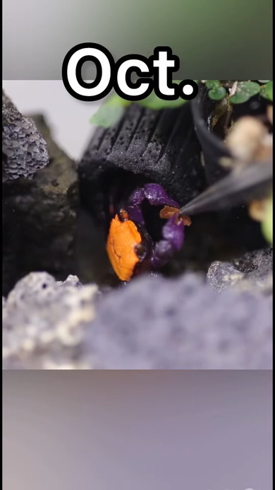 バンパイアクラブ10カ月の成長記録