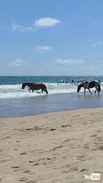 海で遊ぶウマたち