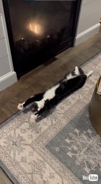 暖炉の前でリラックスする猫