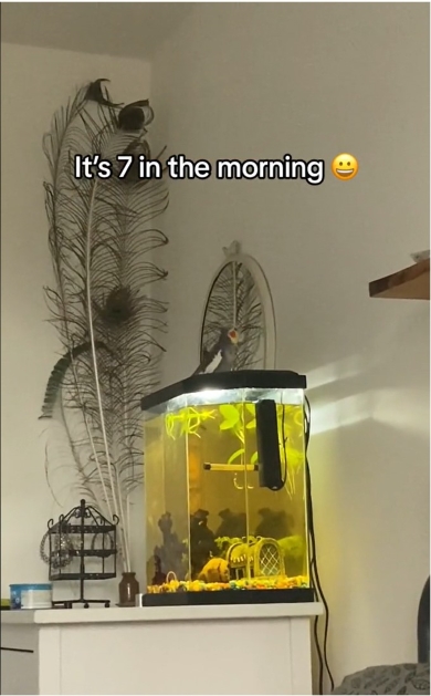 セプテンバーを歌うオカメインコ