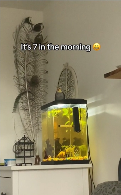 歌うオカメインコ