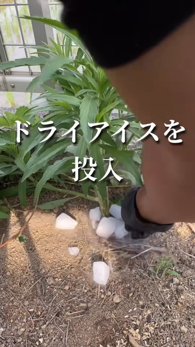 雑草にドライアイスを与えてみてどうなるのか検証