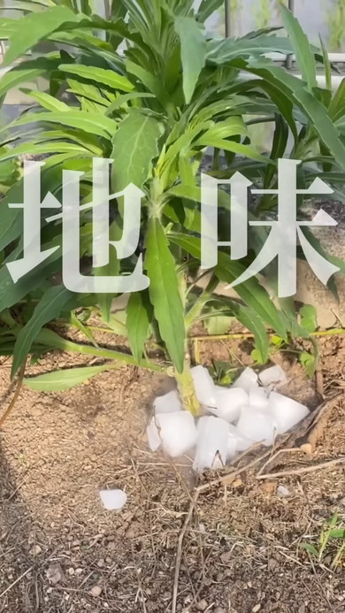 雑草にドライアイスを与えてみてどうなるのか検証