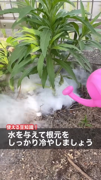 雑草にドライアイスを与えてみてどうなるのか検証