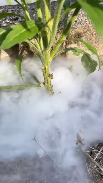 雑草にドライアイスを与えてみてどうなるのか検証