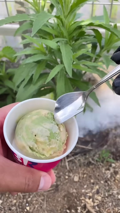 雑草にドライアイスを与えてみてどうなるのか検証