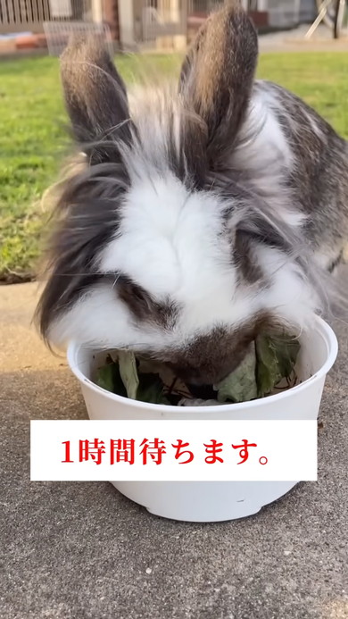 雑草にドライアイスを与えてみてどうなるのか検証