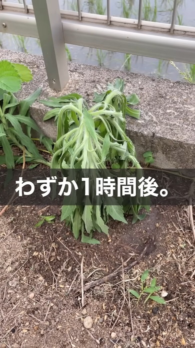 雑草にドライアイスを与えてみてどうなるのか検証