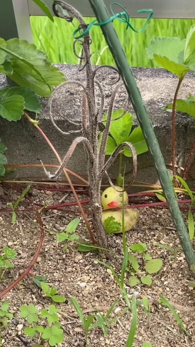 雑草にドライアイスを与えてみてどうなるのか検証