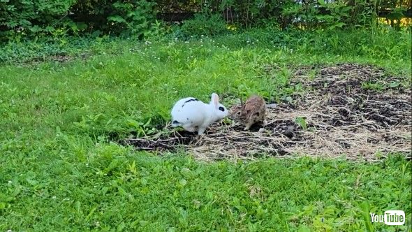 一緒に飛び跳ねる2羽のウサギ