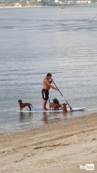 SUPに乗り込む犬