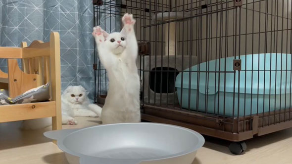 はしゃぐ弟猫を見守る姉猫