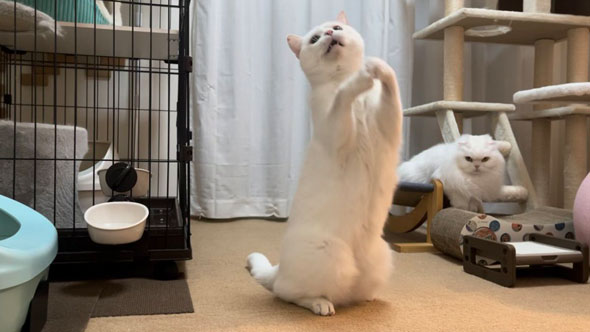 はしゃぐ弟猫を見守る姉猫