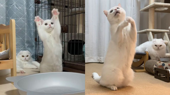 はしゃぐ弟猫を見守る姉猫