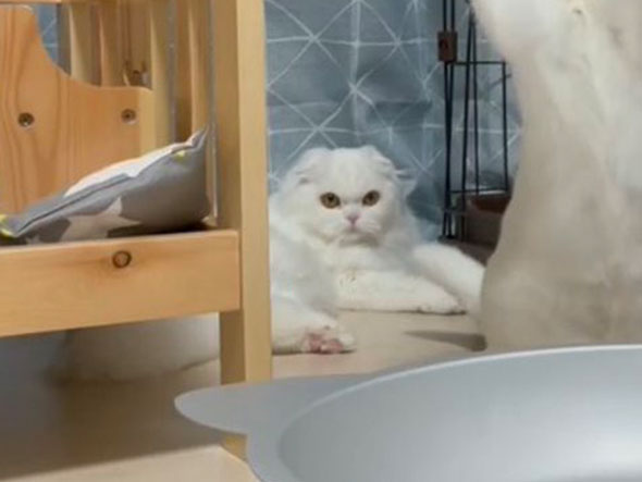 はしゃぐ弟猫を見守る姉猫