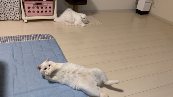 弟猫にガン飛ばす姉猫