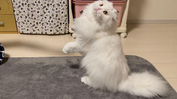 ヒモで遊ぶ姉猫